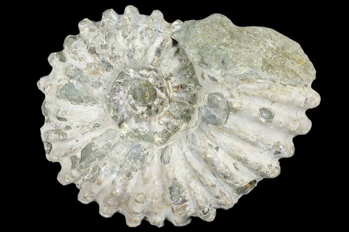 Bumpy Ammonite (Douvilleiceras) Fossil - Madagascar #103059